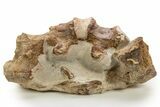 Fossil Pliosaur (Brachauchenius?) Vertebrae - Asfla, Morocco #328650-1